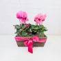 Cyclamen Box Planter