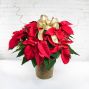 Poinsettia Plant - 2 Branch Medium