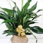 Peace Lily in Accent Basket