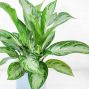 6” Aglaonema in Blue Ceramic