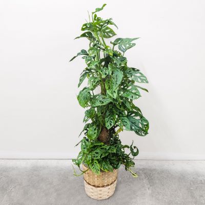 Swiss Cheese Philodendron