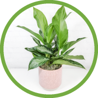 6” Aglaonema in Pink Ceramic