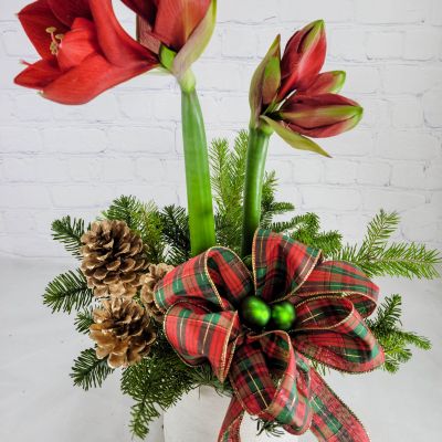Amaryllis Bulb Planter