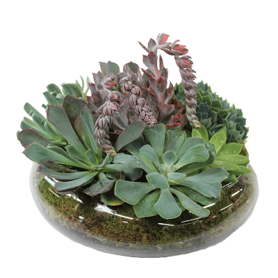 Succulent Bowl