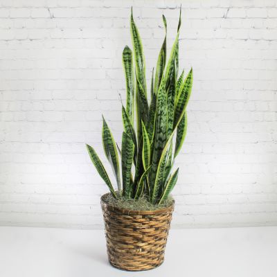 Snake Plant 