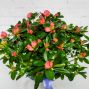 Mother's Day Azalea