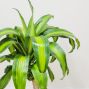 Corn Plant
