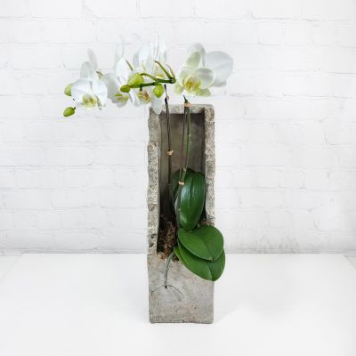 Urban Orchid
