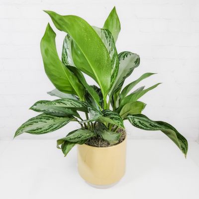 6” Aglaonema in Yellow Ceramic