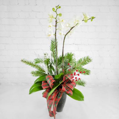 Serene Winter Orchids
