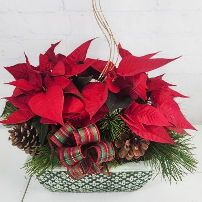 Poinsettia Planter