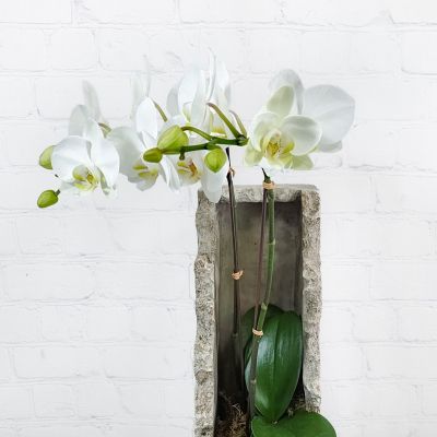 Urban Orchid