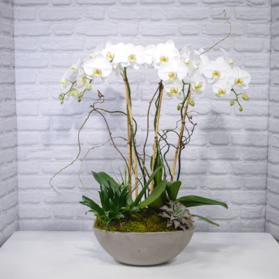 Phalaenopsis Orchid Planter