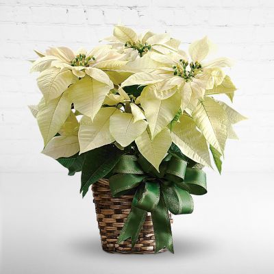 White Poinsettia Plant - 2 Branch Medium