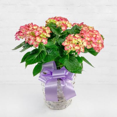 Mother's Day Hydrangea - Pink