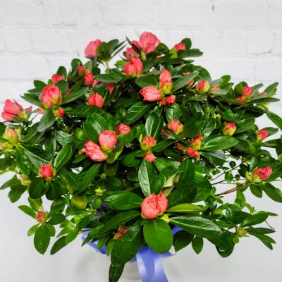 Mother's Day Azalea