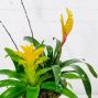 Bromeliad Planter