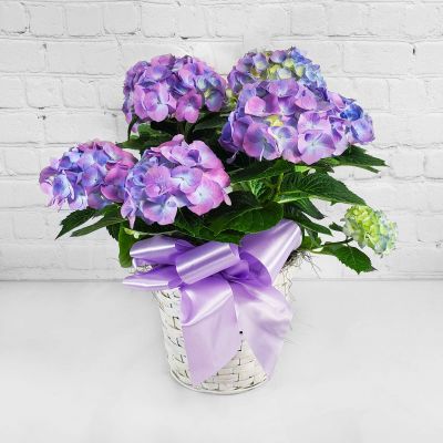 Mother's Day Hydrangea - Blue
