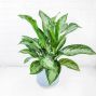 6” Aglaonema in Blue Ceramic