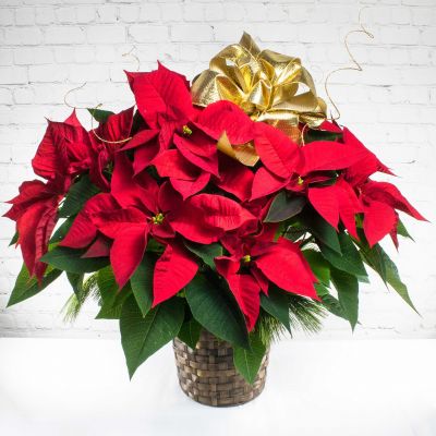 Poinsettia Care: Everything to Know About the Christmas Flower