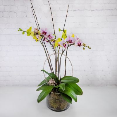 Mother's Day Orchid Planter