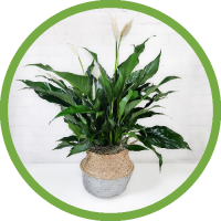 Peace Lily in Accent Basket