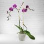 Double Phaleanopsis Orchid