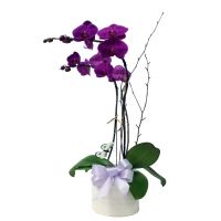 Double Phaleanopsis Orchid