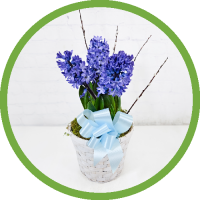 Hyacinth Plant