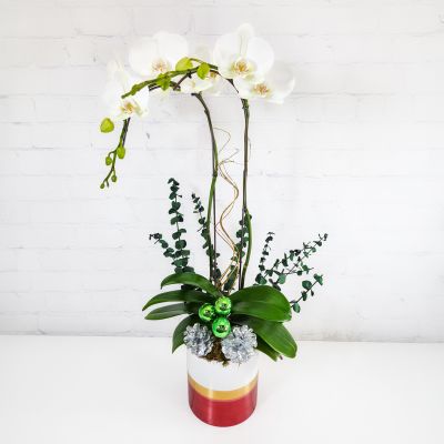 Holiday Orchid