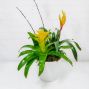 Bromeliad Planter