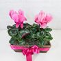 Cyclamen Box Planter