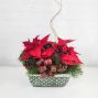 Poinsettia Planter