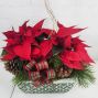 Poinsettia Planter