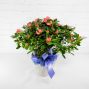 Mother's Day Azalea