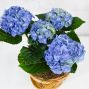 Blue Hydrangea Plant