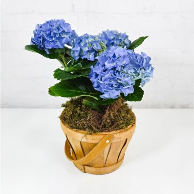 Blue Hydrangea Plant