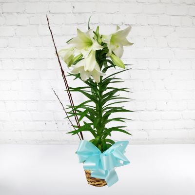 1-Stem Easter Lily Plant
