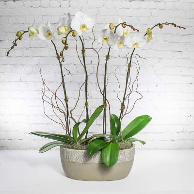 Phalaenopsis Orchid Planter