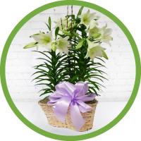 Fresh Easter Lily Plant - Deluxe