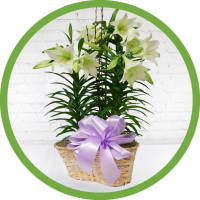 3-Stem Easter Lily Plant