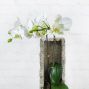 Urban Orchid