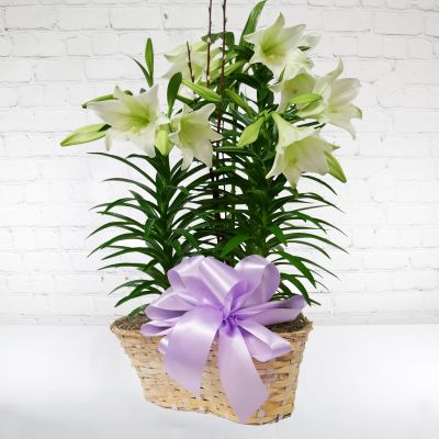 3-Stem Easter Lily Plant