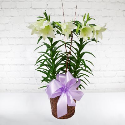 2-Stem Easter Lily Plant